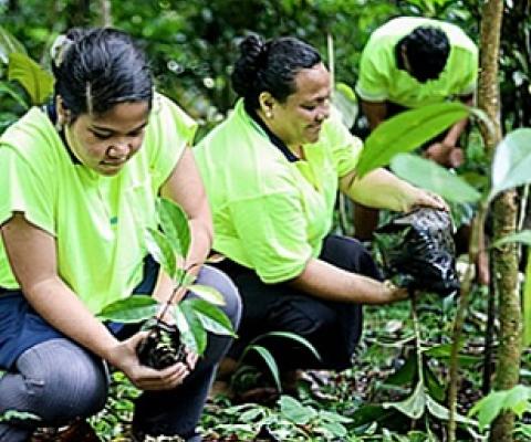 Credit - Samoa Observer