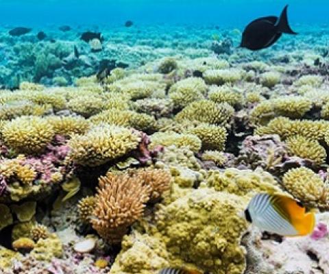 The coral reef that surrounds Palmyra Atoll is home to an incredible volume and diversity of fish (over 400 species) and other marine life. Image credit: Andrew Wright/USFWS