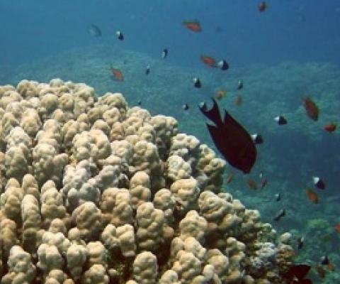 “NASA” Developed A Video Game To Study Coral Reefs And Human Threats To It: See Who Can Play It?