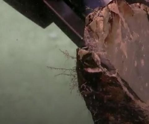 AUSTRALIAN SCIENTISTS DISCOVER NEW CORALS IN ONE OF THE MOST COMPREHENSIVE DEEP SEA STUDIES OF THE GREAT BARRIER REEF AND CORAL SEA MARINE PARKS. Credit - Schmidt Ocean Institute