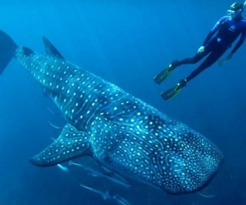 Researchers gather in Exmouth of the 2019 Whale Shark Conference.(Supplied: AIMS/Wayne Osborn)