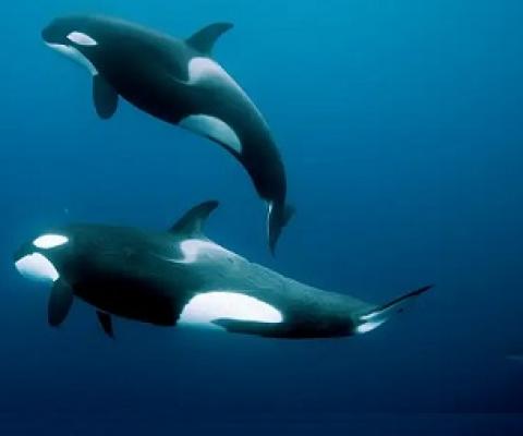 Orcas swimming off the coast of New Zealand. Credit - Nature Picture Library / Alamy    