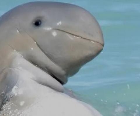  Despite being banned, levels of DDT and other harmful chemicals in dolphins are increasing. These chemicals have been linked to mass mortality events. Photograph: Deb Thiele