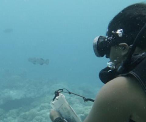PICRC researchers complete field work on grouper aggregation research