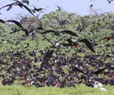Resident seabirds, Phoenix Islands Protected Area. Kiribati. Credit - Ray Pierce