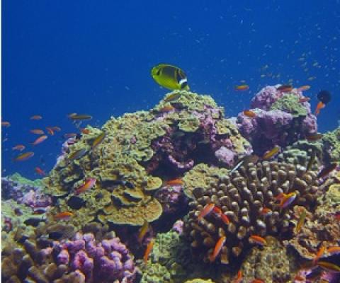 PIPA coral reef. Credit - Woods Hole Oceanographic Institution