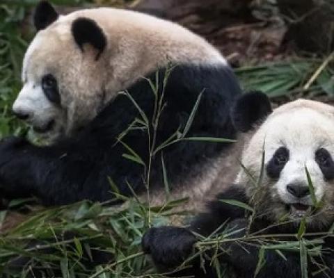 Giant pandas feed at the Chengdu breeding centre in in Sichuan province. Photograph: Roman Pilipey/EPA