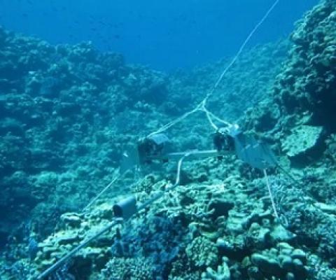 Cameras deployed across Rowley Shoals capture changes to the reefs across time. Photograph: Matt Birt BRUV