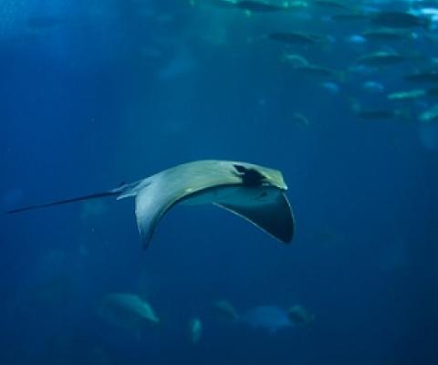 Common eagle ray (Myliobatis aquila) is one of eight rays reclassified as Critically Endangered. Credit - © Vladimir Wrangel / Shutterstock / WWF