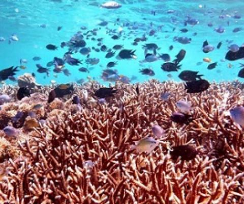 coral reefs. Credit - UCLA