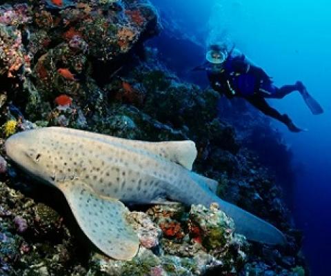 A zebra shark (Stegostoma tigrinum) off the Maldives in the Indian Ocean. A project to reintroduce this endangered species to West Papua begins in November. Photograph: imageBroker/Alamy