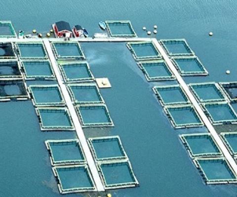 Plenty of fish in the sea: a salmon farm in Canada. Credit: Michele and Tom Grimm/Alamy