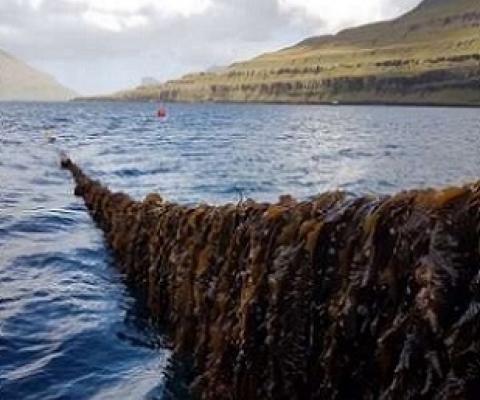 Seaweed farming in the Faroe Islands. Credit: Ocean Rainforest