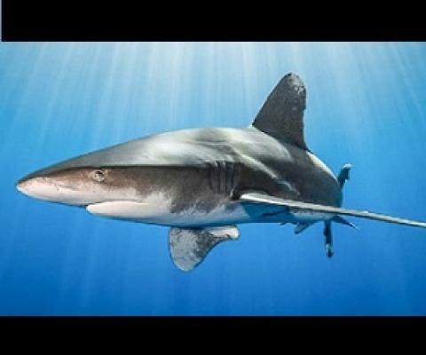 The oceanic whitetip shark (Carcharhinus longimanus) generally lives in the open ocean. Credit - Simon Lorenz/WWF-Hong Kong.