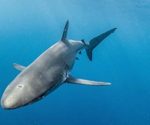 A silky shark. Image © Pelayo Salinas/Charles Darwin Foundation.