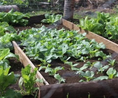 Established nurseries on South Pentecost, Vanuatu. Credit - https://dailypost.vu/