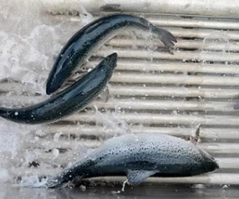 Some 50,000 fish rushed to freedom after a fire at Huon Aquaculture’s salmon farm in Tasmania on Monday. Photograph: Bloomberg via Getty Images