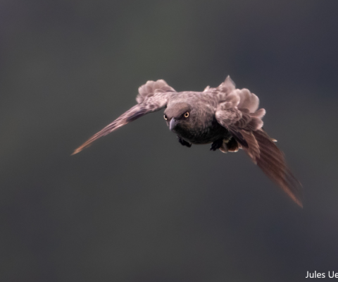 Starlings