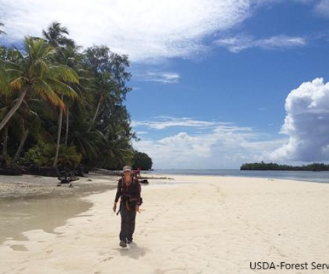 Palau forests