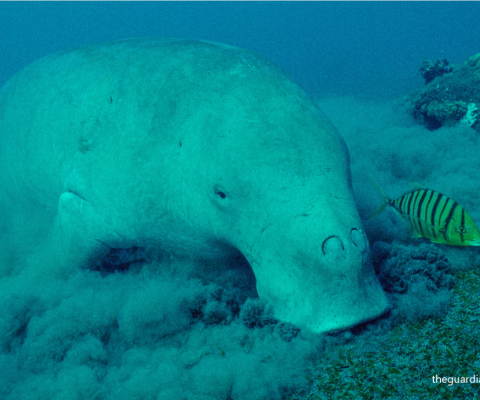 Dugong