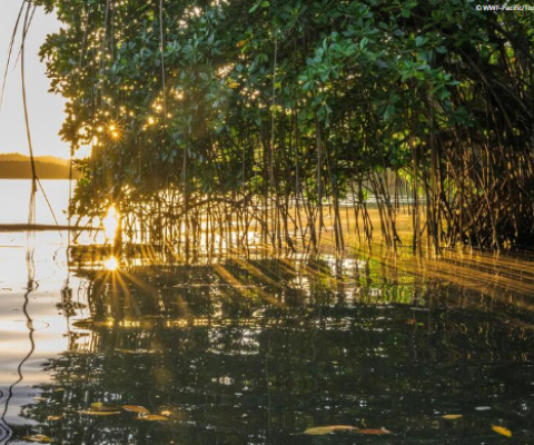 Mangroves