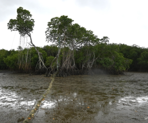 Mangroves