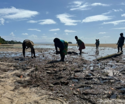 Mangrove rehabilitation