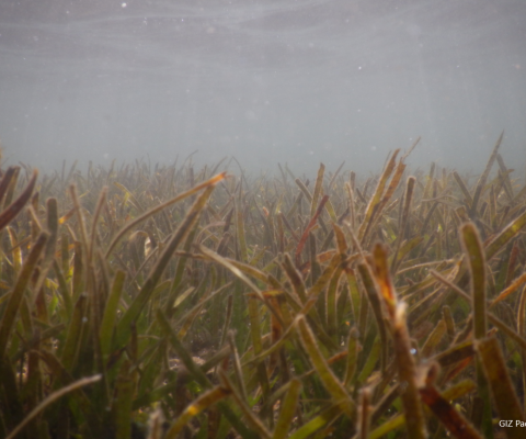 Seagrass