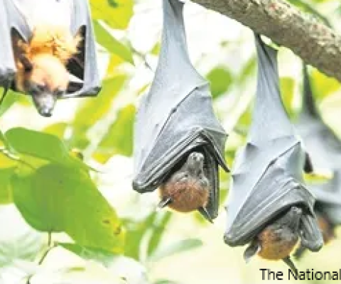 Pest, flying foxes