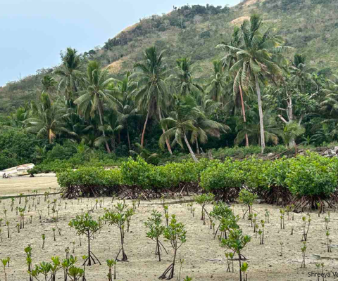 Mangrove Replanting