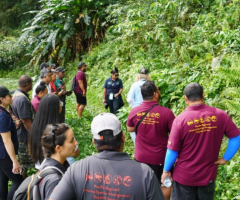 Invasive species, Cook Islands