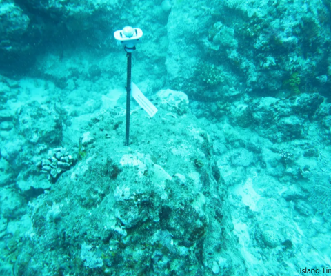 sensors, coral bleeching