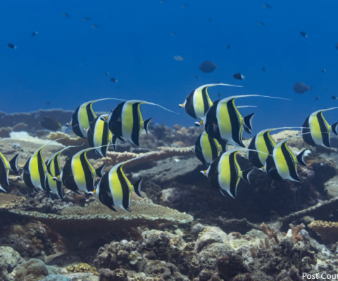 PNG Diving