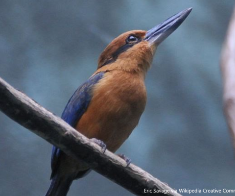 Sihek, Guam Kingfisher