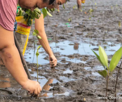 Mangrove Planting