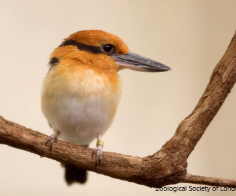 sihek, Guam Kingfisher