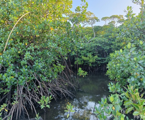 Mangrove loss