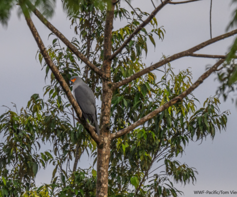 New Britain Goshawk 