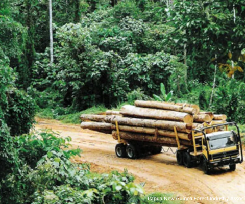 PNG Forests