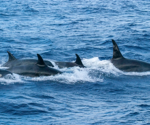 Rare population of Orcas