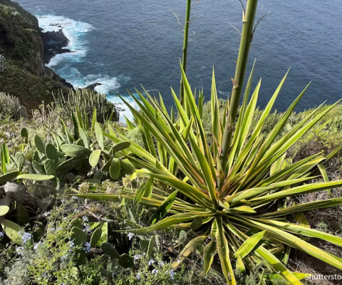 Islands, plant species