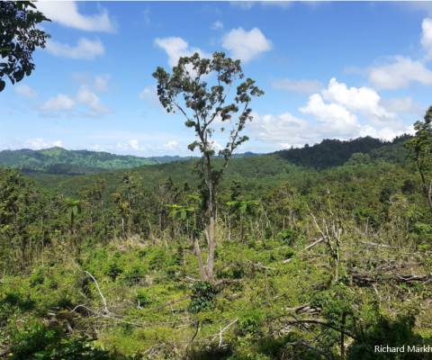 Kava, forest clearing