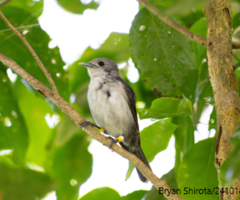 Rarotongan Fly-Catcher