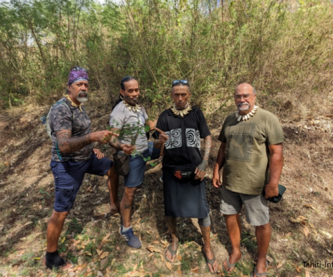 Invasive plant, giant sensitive plant