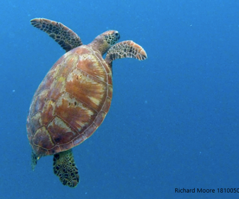 Turtle harvesting