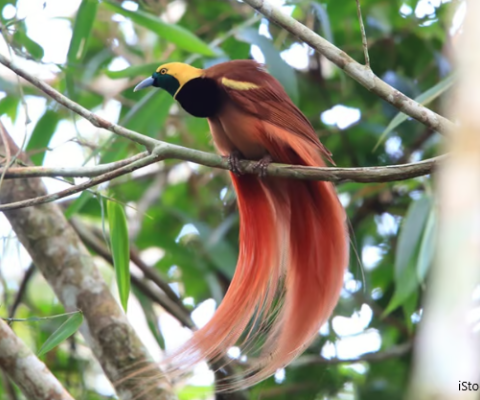 PNG Forests