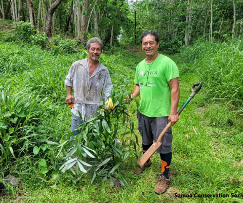 Samoa, invasive palm