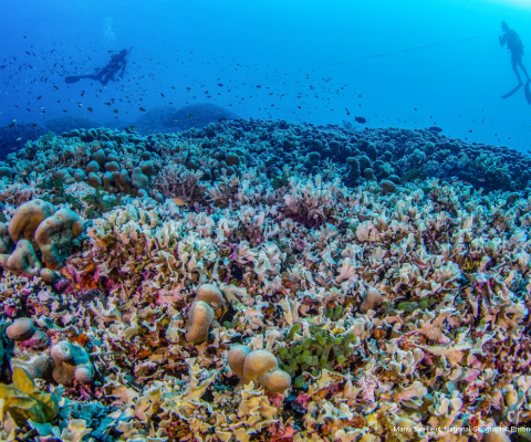 Solomon Islands, largest coral