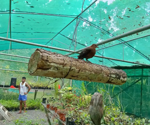 Samoa, friendly ground dove