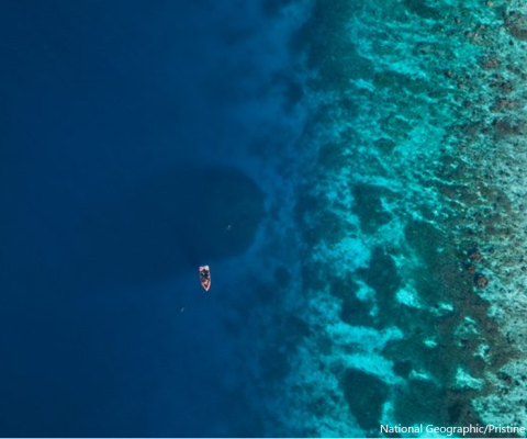 Solomon Islands, coral